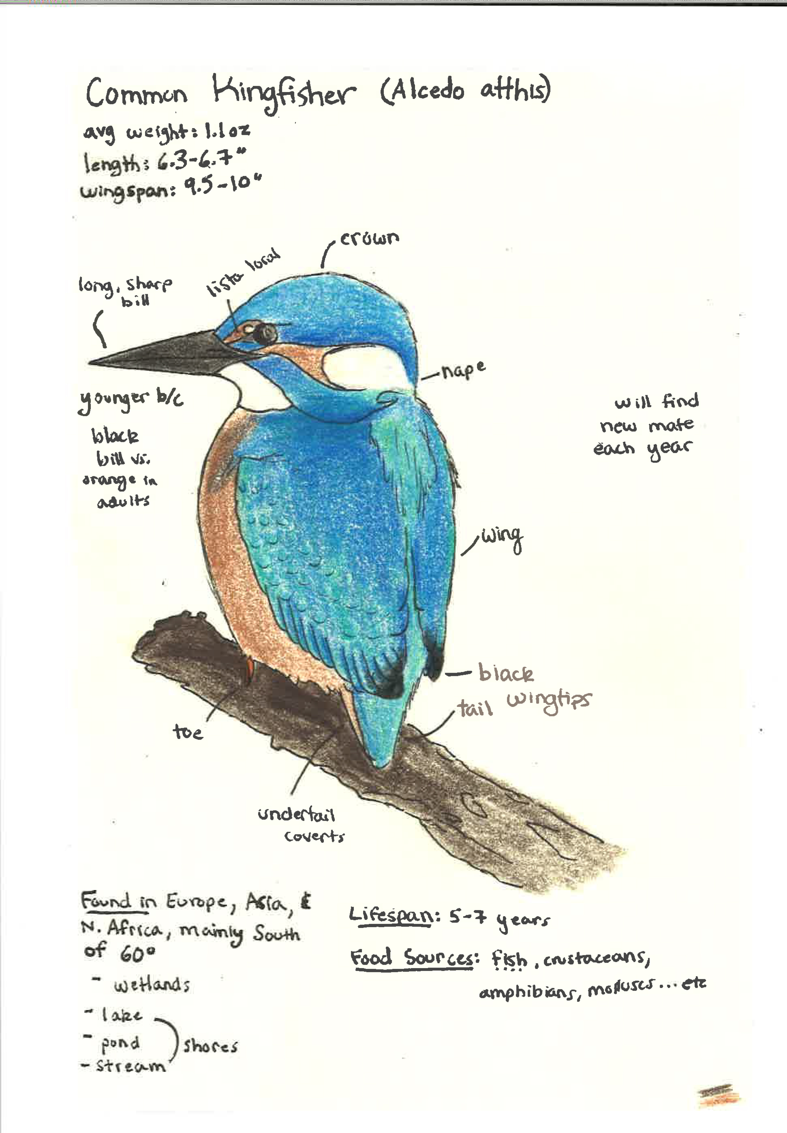 bird sketch bird sketch